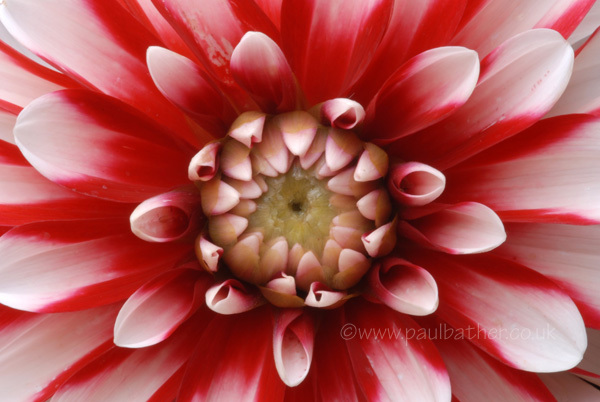 Dahlia centre