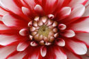 Dahlia centre