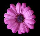 Osteospermum