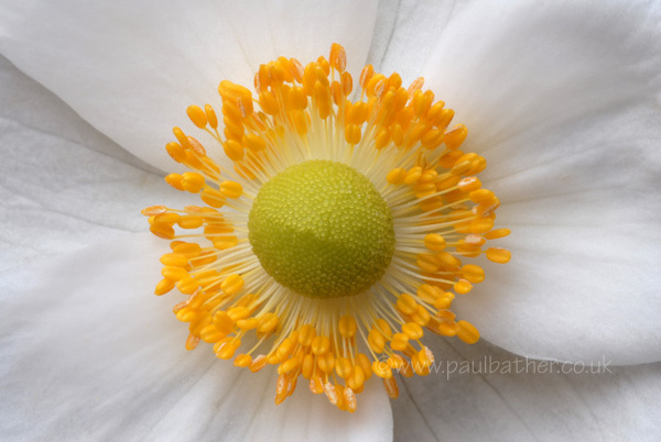 Anemone centre