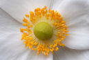 Anemone centre