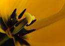 Yellow Tulip centre reaching up