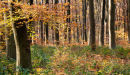 Micheldever woods