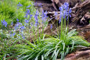 Bluebells