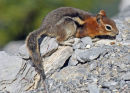Golden Manteled Ground Squirrel