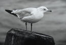 Common Gull