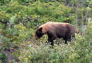 Cinnamon Coloured Black Bear