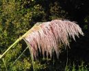 Pampas Frond