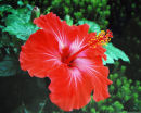 Hibuscus Rosa Sinensis