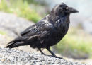 Common Crow