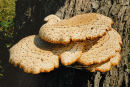 Bracket Fungus