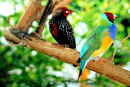 Finches