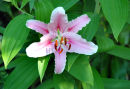 Lily