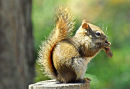 Red Squirrel