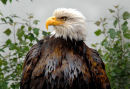 Baldheaded Eagle