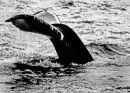 Fluking Humpback Whale