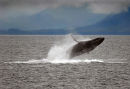 Breaching Humpback Whale