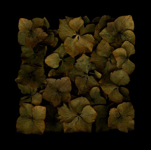 Hydrangea NO1, Arranged, 2011