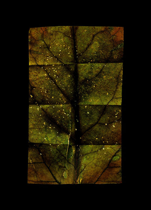 21st Century Leaf Map NO 3, 2011