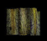 New work in the O Hanami series