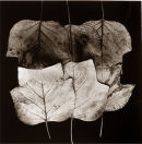 Leaf Map - OS 206 - 1996