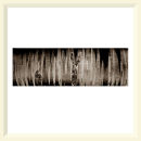 Silver Birch (Phloem) - Mere Sands Wood - 200