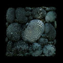precious sea stones - skala no3 2009