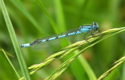 Blue tailed damselfly eating midge