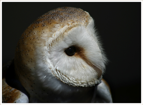 Barn Owl (*)
