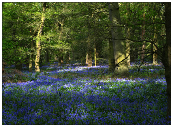 Bluebell Wood 2