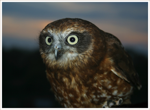 Boobook Owl