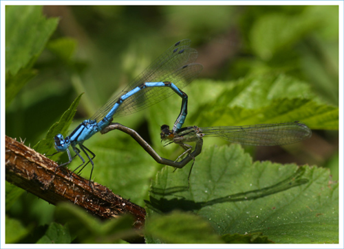 Common Blue Damselflies Mating