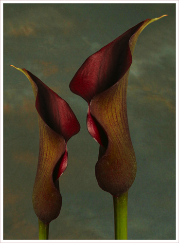 Duo