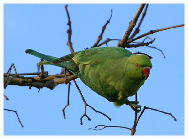 Ring Necked Parakeet
For Ron