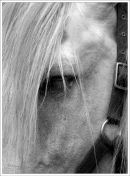 Horse & Bridle