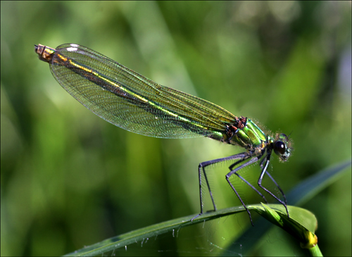 Young Banded Demoiselle
