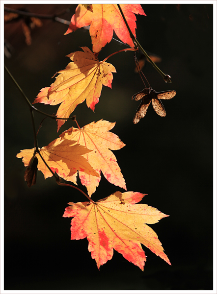 Leaves (1)