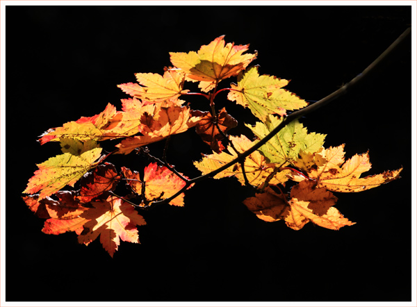 Leaves (3)