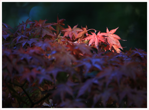 Leaves and Light