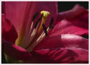 Lilly (*)