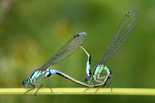 Mating Common Blue Damselfly