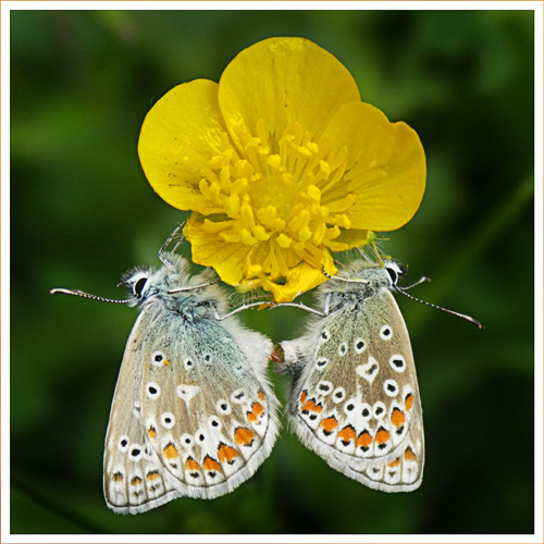 Paired Common Blue