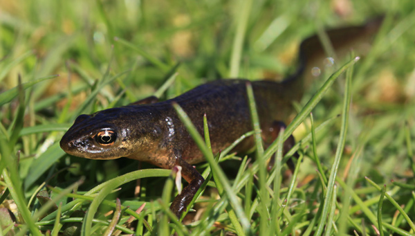 Palmate Newt