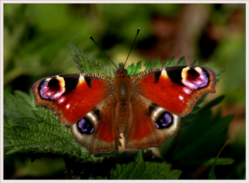 Peacock butterfly