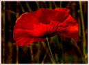 POPPY 2 (*)
