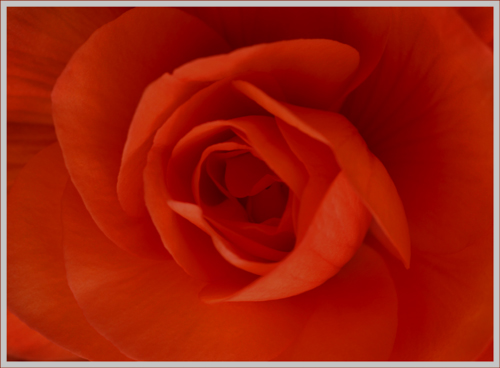 Red Begonia (*)