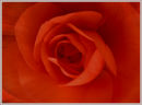 Red Begonia (*)