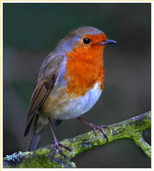 Robin