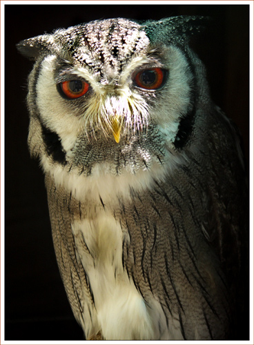 Scoops Owl