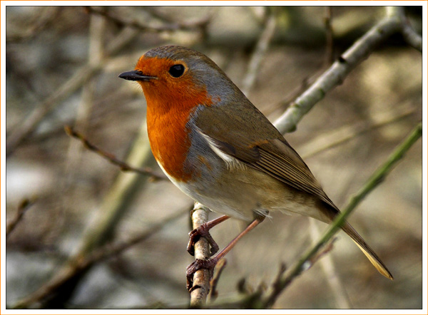 Shirley's Winter Robin